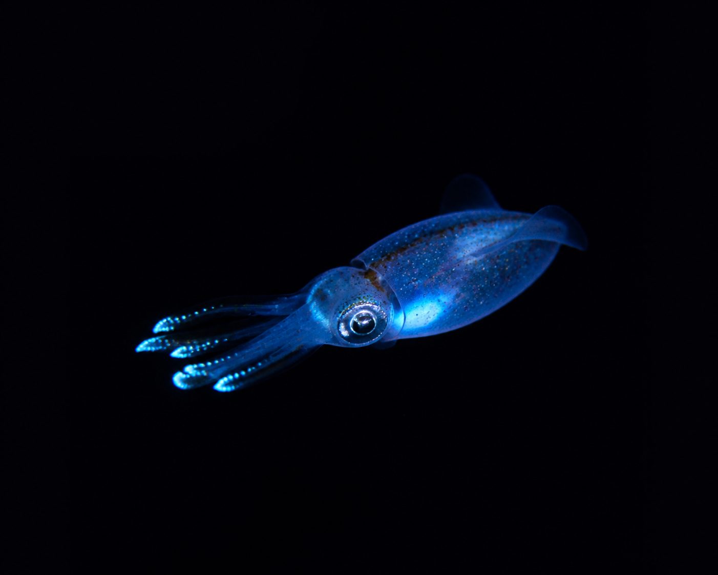 ホタルイカ（Watasenia scintillans）