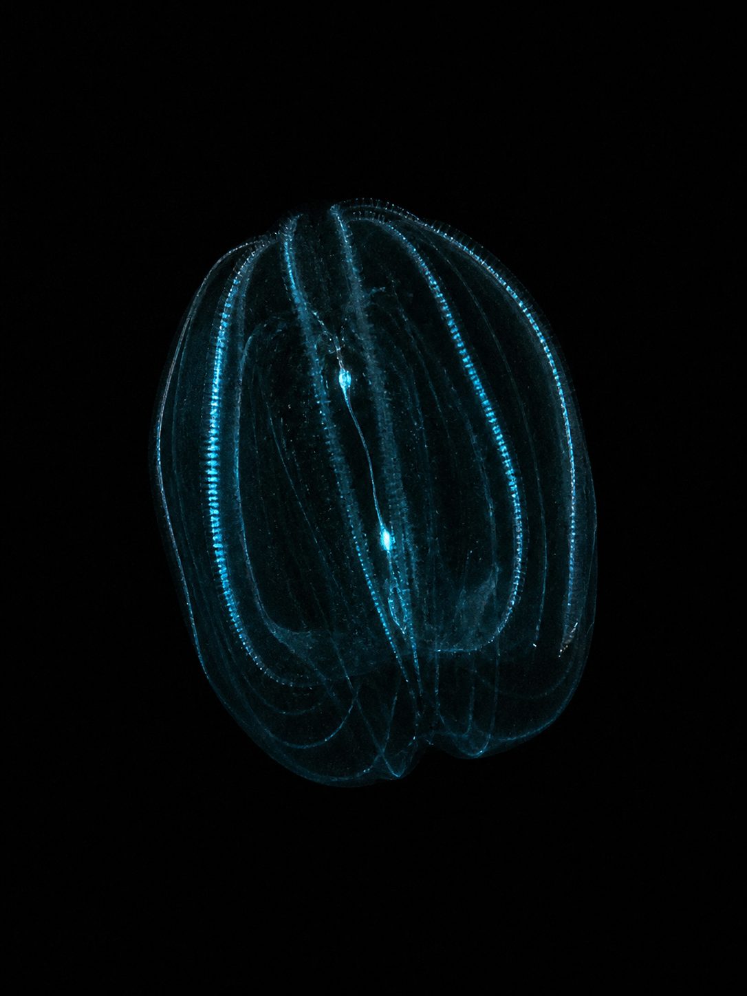 カブトクラゲ（Bolinopsis mikado）