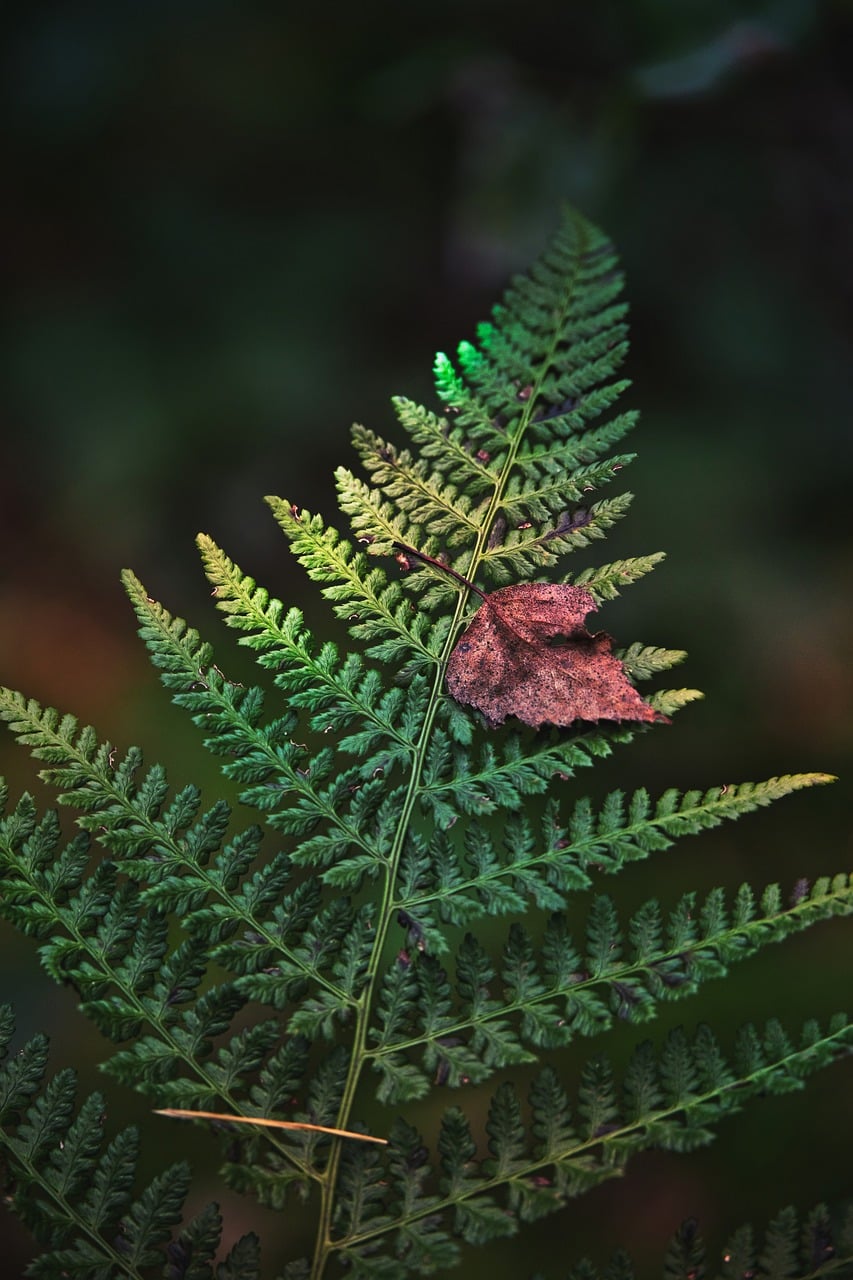 シダ・着生植物の葉のクローズアップ