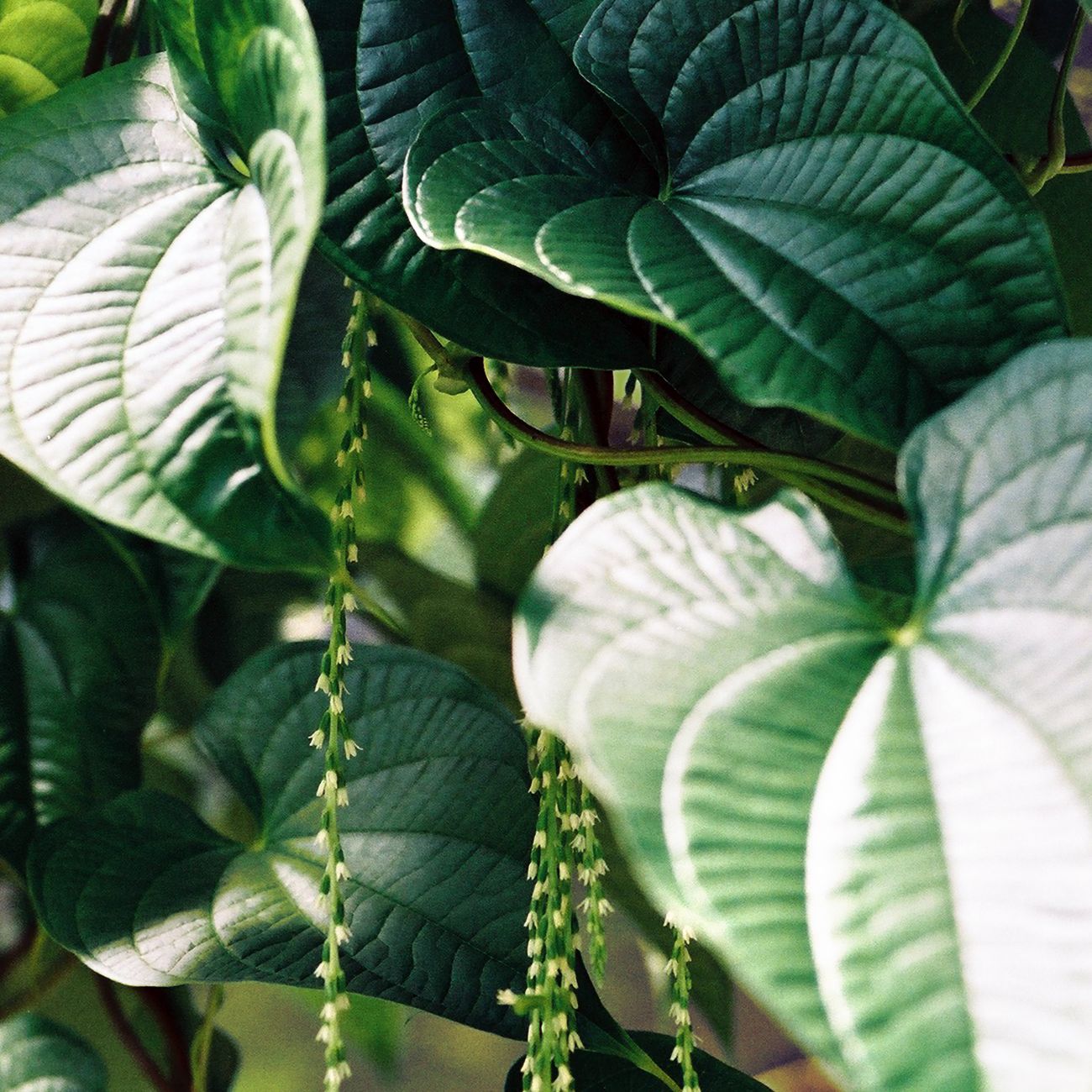 つる性植物の葉のクローズアップ